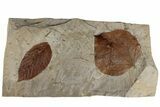 Two Fossil Leaves (Zizyphoides & Unidentified) - Montana #199650-3